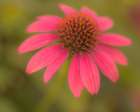Pennsylvania-Longwood Gardens Cornflower close-up Art Print